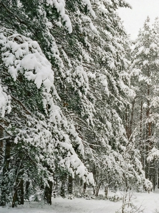 Ein Kieferwald im Winter mit Schnee.