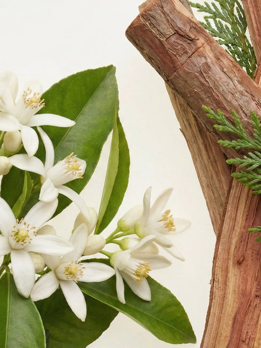 Nahaufnahme von Zitronenblüten und Zedernholz vor einem hellen Hintergrund.