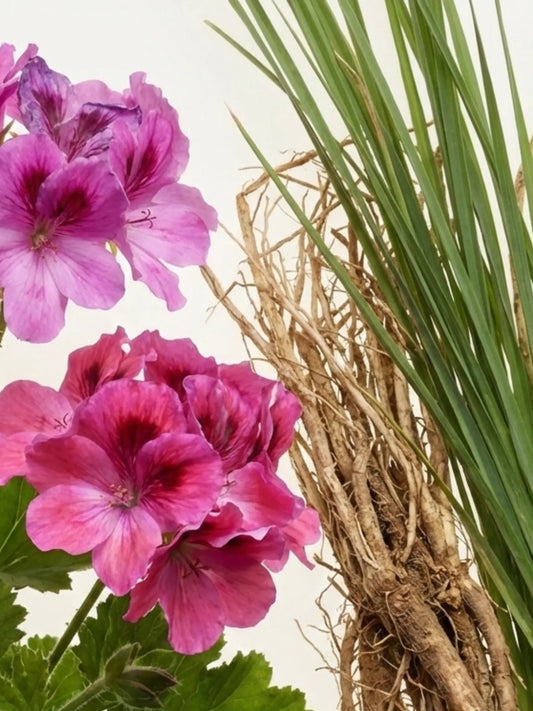 Nahaufnahme von Geranium und Vetiver vor einem hellen Hintergrund.