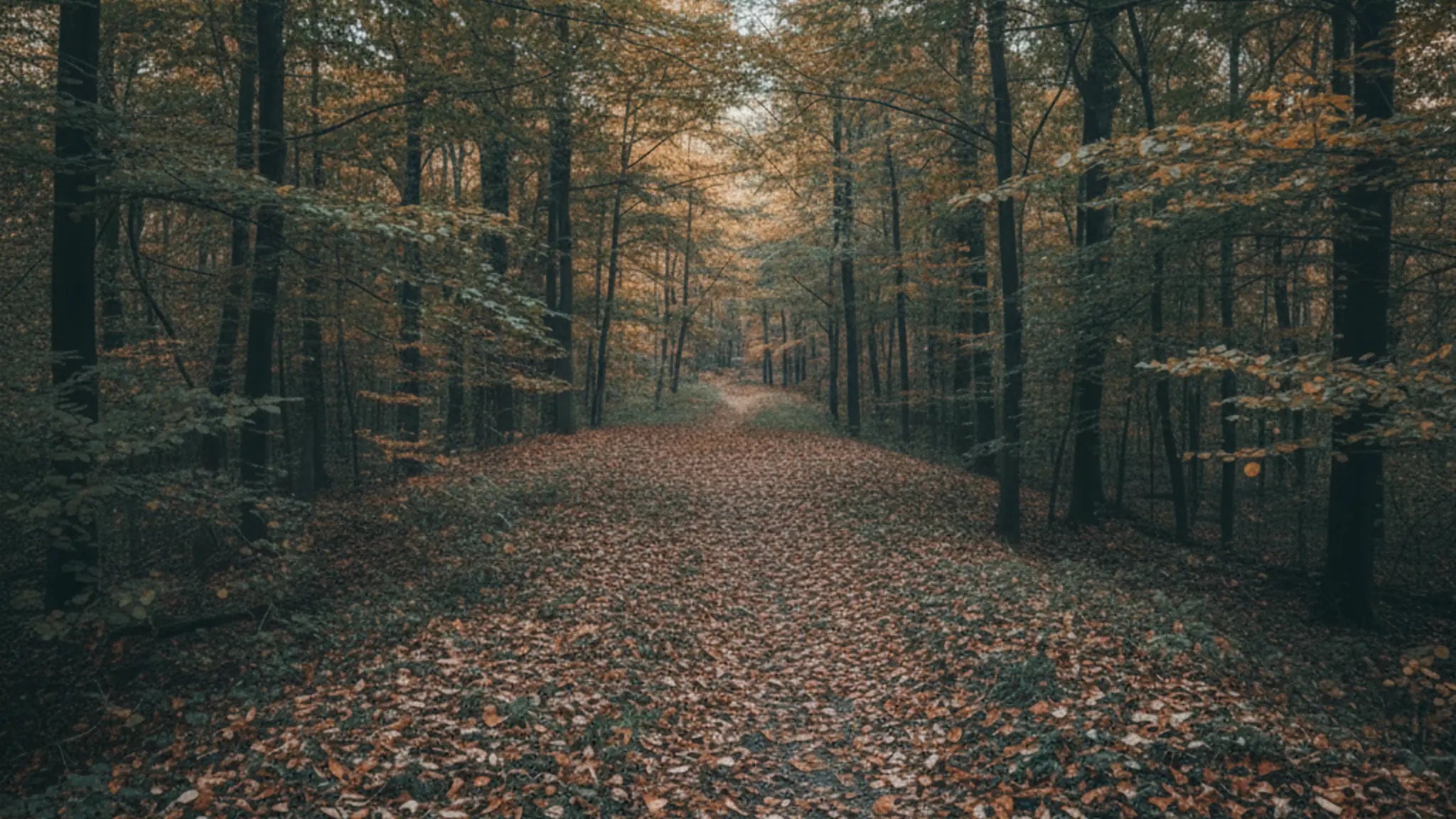 Ein Wald im Herbst. Ein paar Blätter sind verfärbt und liegen am Boden. Es führt ein Weg durch den Wald.