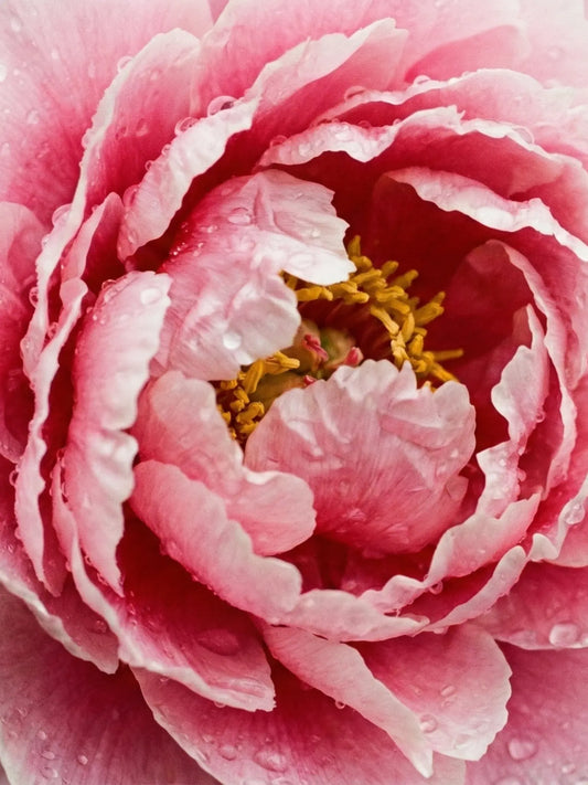 Nahaufnahme einer Pfingstrose mit ein paar Wassertropfen