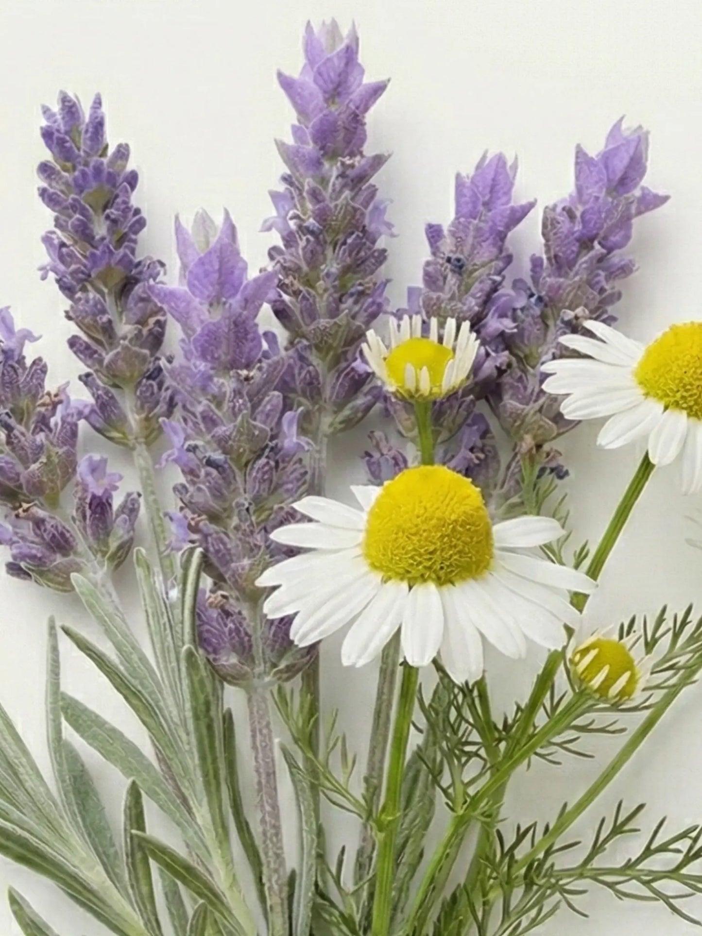 Lavendel und Kamille vor einem hellen Hintergrund.