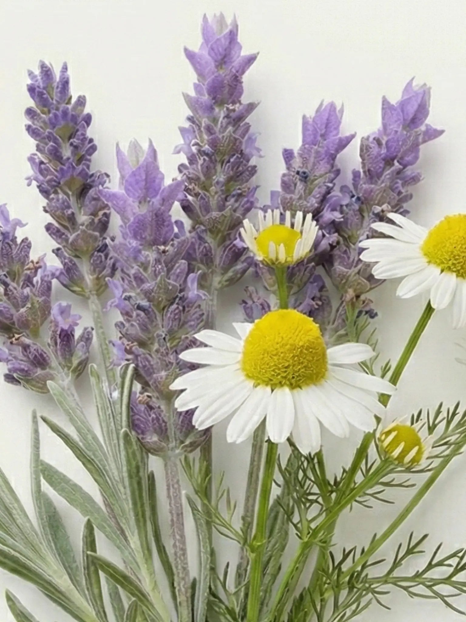Lavendel und Kamille vor einem hellen Hintergrund.
