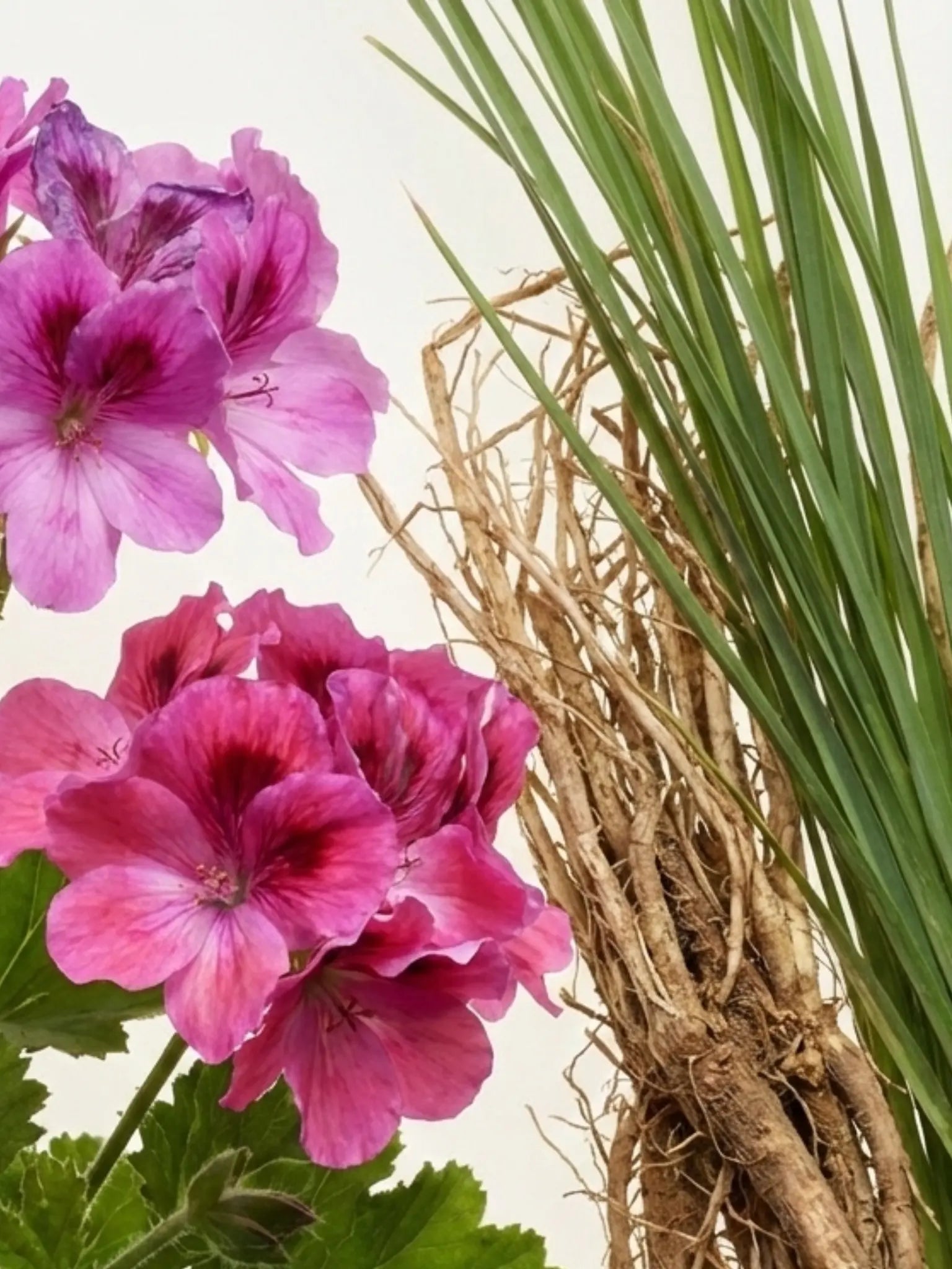 Nahaufnahme von Geranium und Vetiver vor einem hellen Hintergrund.